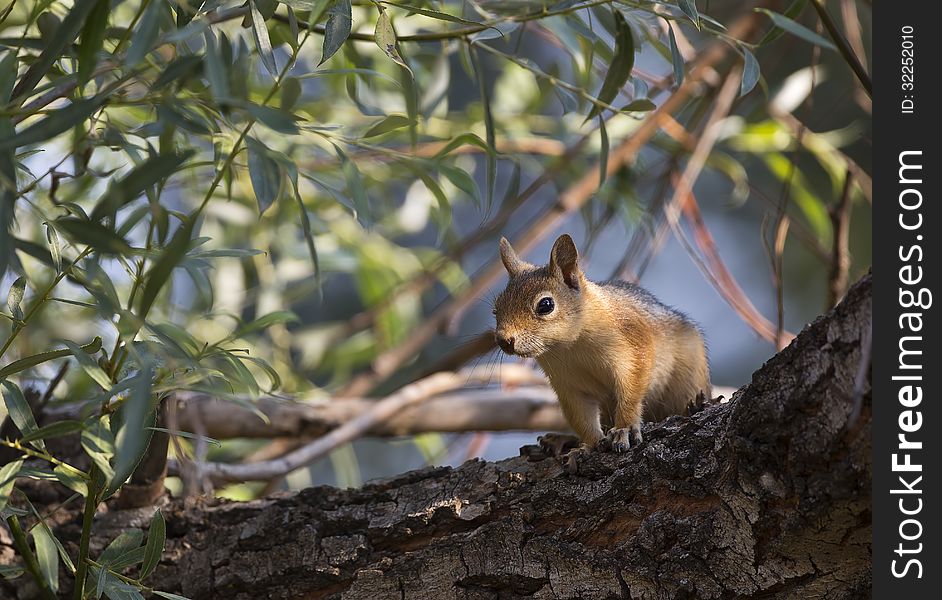 Squirrel on Tree