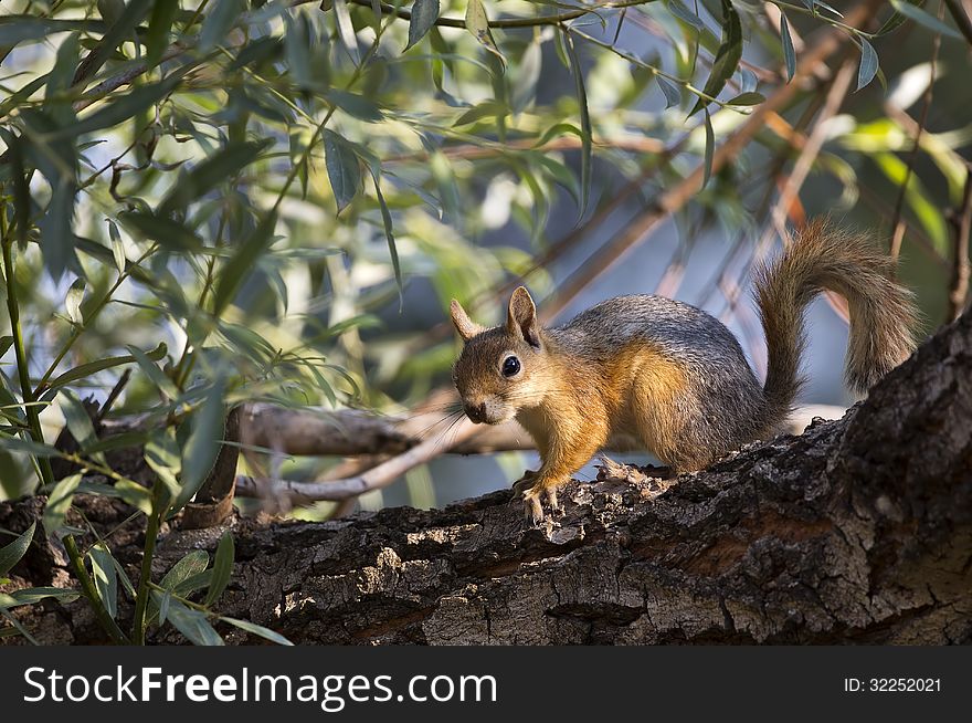 A squirrel is standing on a tree branch. A squirrel is standing on a tree branch