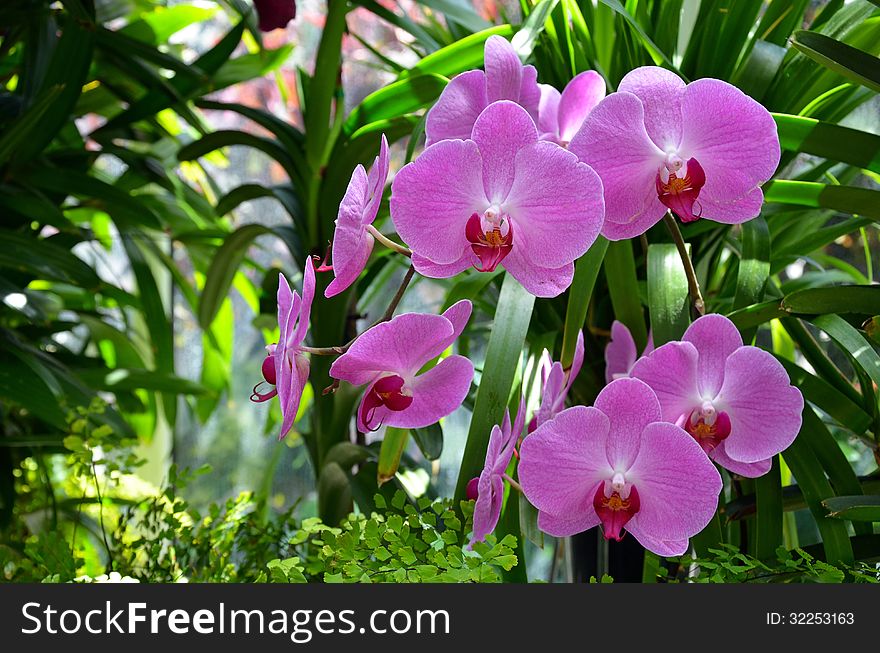 Beautiful pink moth orchids