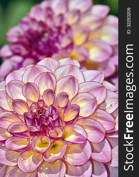 View of pink dahlia in full bloom in summer