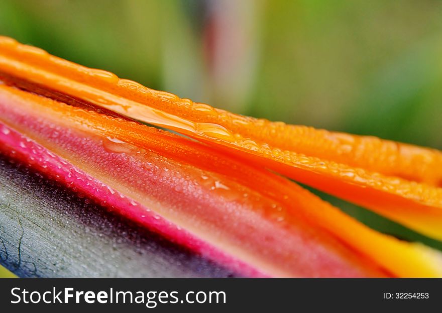 Close up of new strelitzia reginae flower with rain drops