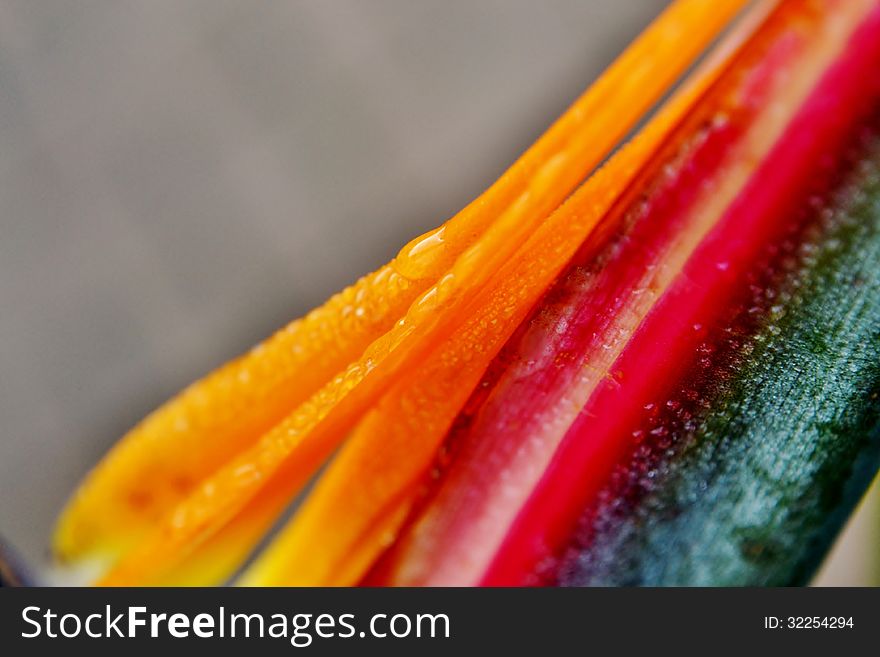 Close up of new strelitzia reginae flower with rain drops