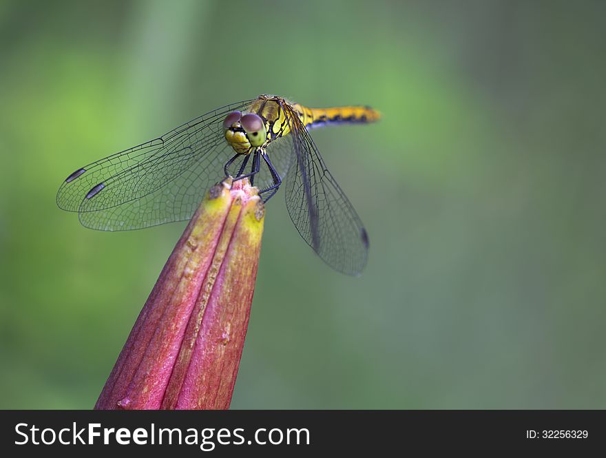 The dragonflies yellow (S. flaveolum) grounds wings ocher-yellow. Males have bright red-brown color, a female is yellow-brown. The dragonflies yellow (S. flaveolum) grounds wings ocher-yellow. Males have bright red-brown color, a female is yellow-brown.