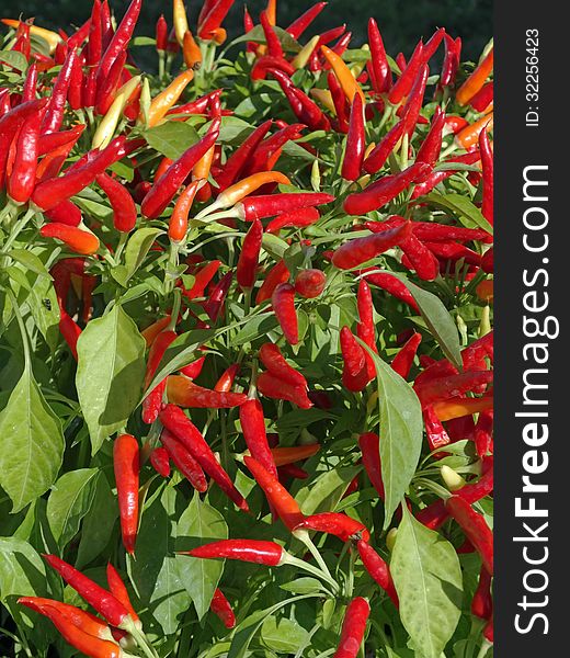 Red ornamental peppers on sale at a farmers market.