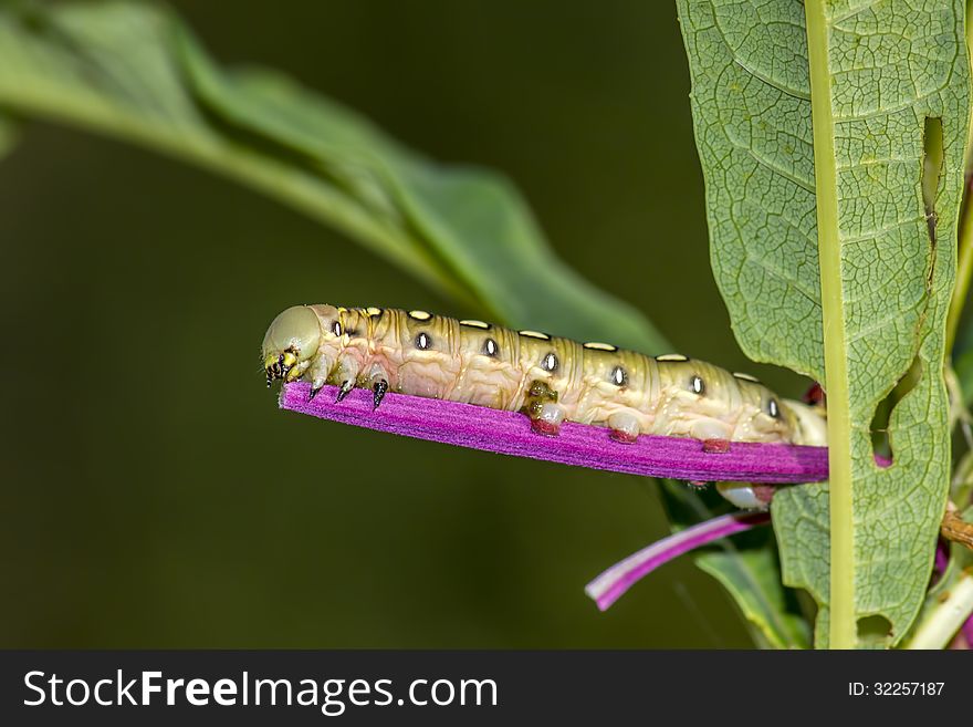 The caterpillar larva