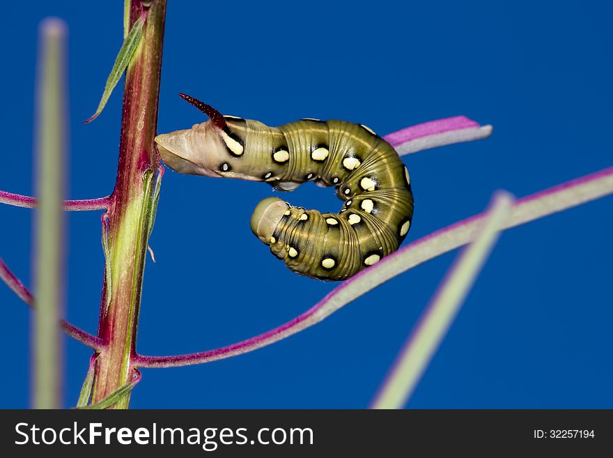 The caterpillar larva