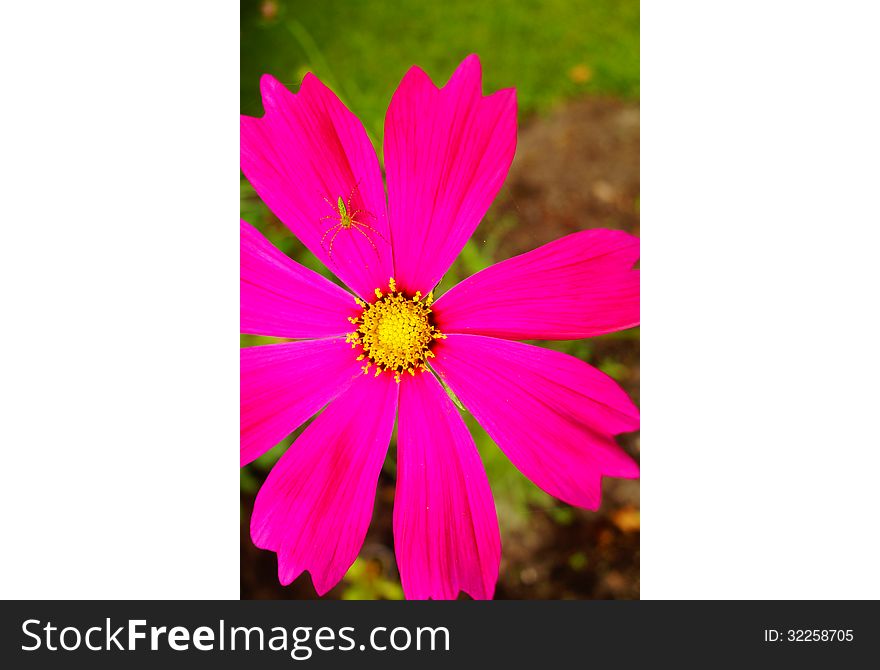 This close-up shot of a hot pink cosmos made the little green bug stand out against the green grass. This close-up shot of a hot pink cosmos made the little green bug stand out against the green grass.