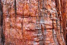 Tree Bark Background Stock Image