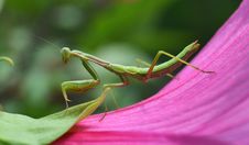 Mantis Insect Stock Photos Mantis Insect Stock Photos