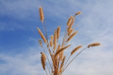 Grass Royalty Free Stock Photos Grass Royalty Free Stock Photos