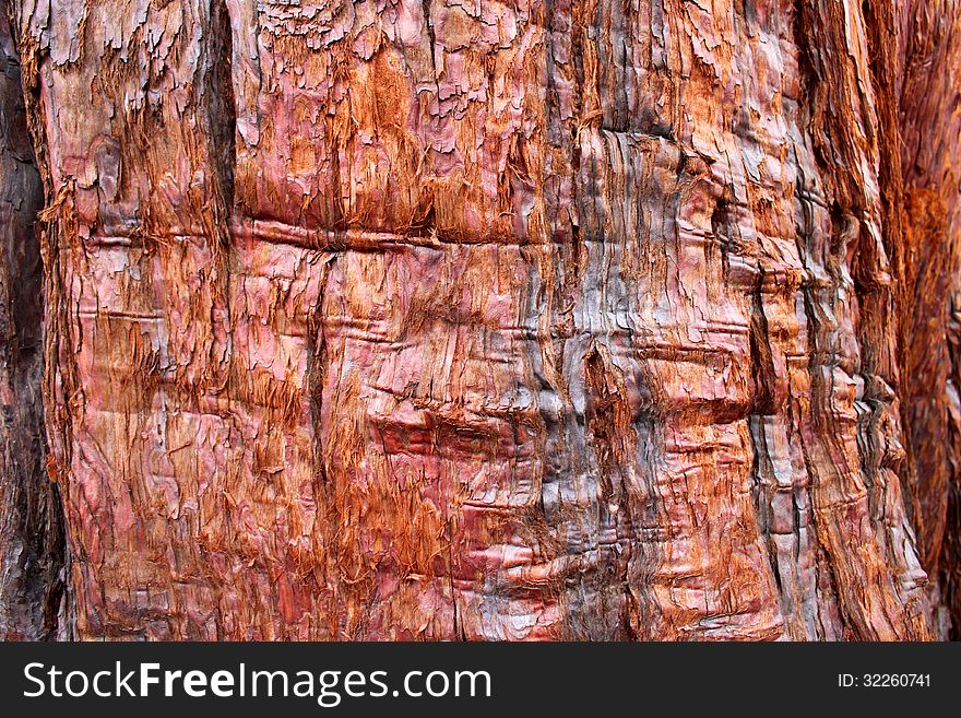 Background texture of tree bark in rust color. Background texture of tree bark in rust color