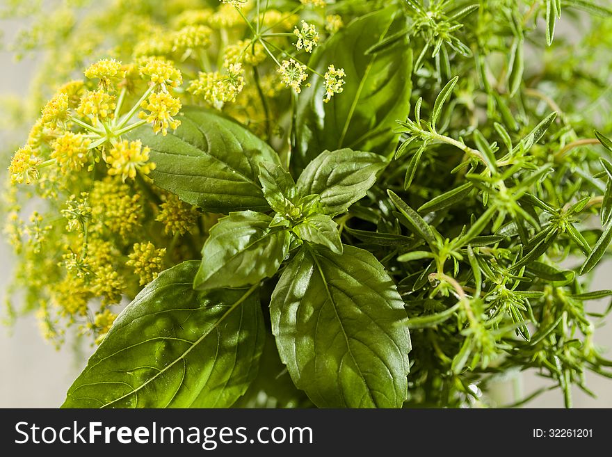 Fresh green aromatic herbs, close up