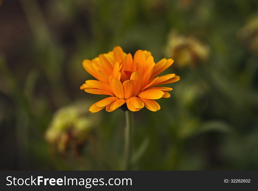 One orange marigold flower, photographed in the garden