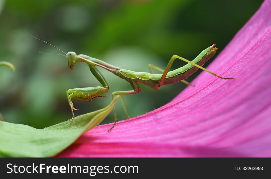 Mantis insect on a flower roses