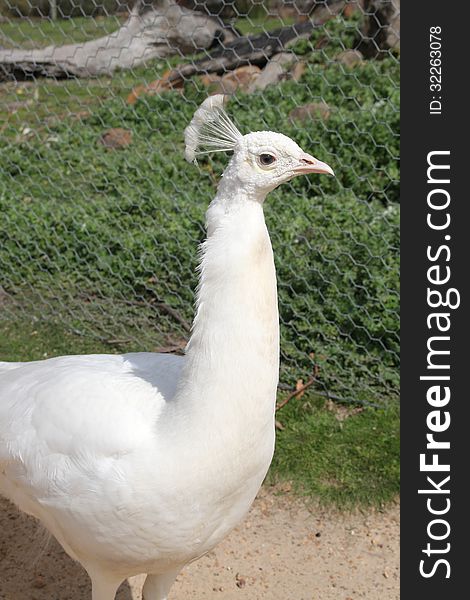 Portrait of a white peafowl at zoo in country Victoria, Australia - White female peacock. Portrait of a white peafowl at zoo in country Victoria, Australia - White female peacock