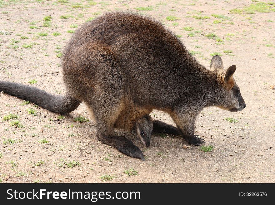 Swamp Wallaby with joey in pouch feeding