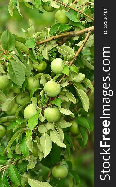 Apples on the tree branch nature