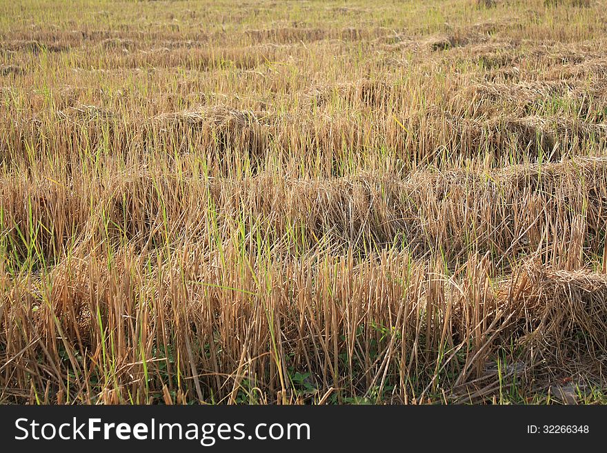 Rice field after reap and the second life are growing up