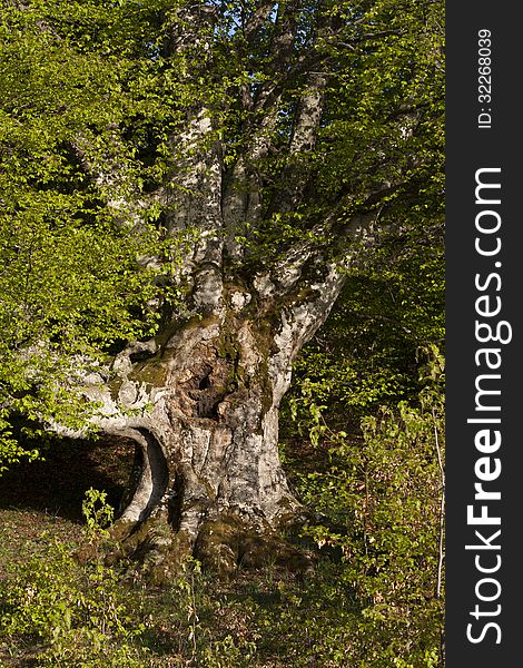 Tree like hand. Majestic old tree with big trunk photo