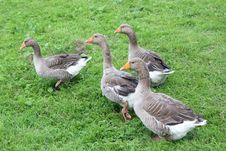 Four Geese On The Meadow Stock Photo Four Geese On The Meadow Stock Photo