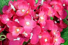 Artificial Flower Stock Images Artificial Flower Stock Images
