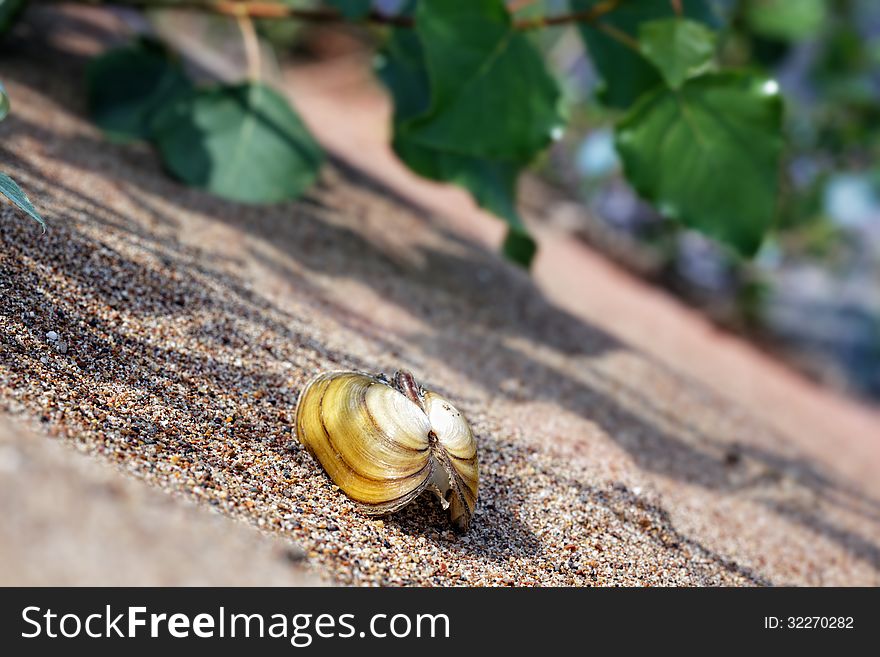 Low angle view of a seashell lying on the wet sand of a beach.