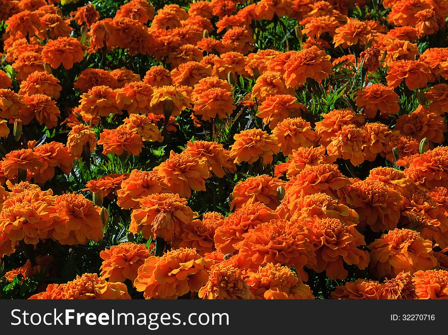 Bright summer scene with marigolds. Bright summer scene with marigolds