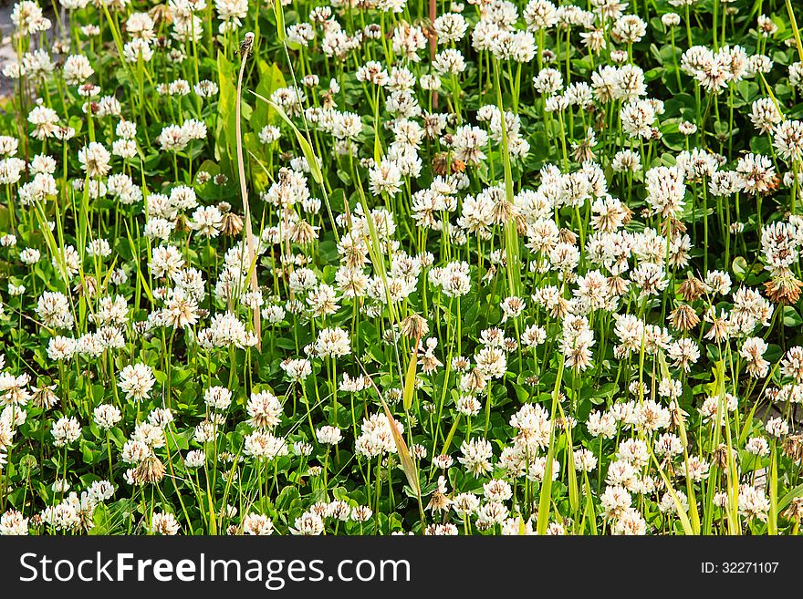 Field full of white clover. Field full of white clover