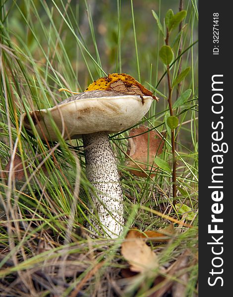 Very tasty mushroom and cook it easy. But best of all the collect it in the autumn forest. Very tasty mushroom and cook it easy. But best of all the collect it in the autumn forest.