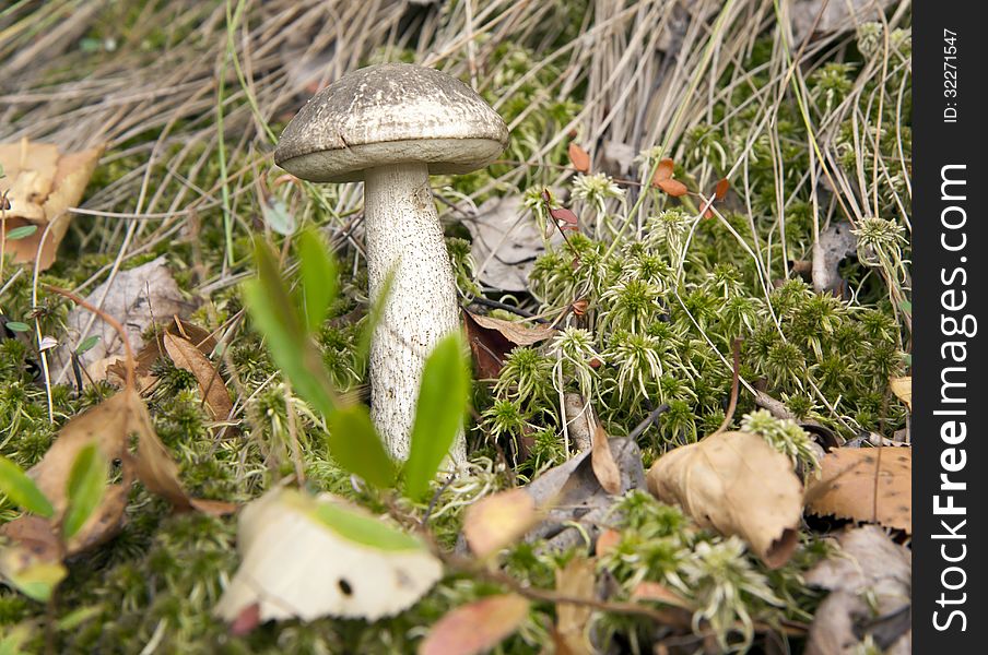 Mushroom Boletus.