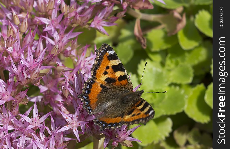 Urticaria or Hives common (lat. Aglais urticae, =Nymphalis urticae) - day butterfly from a family of Nymphalids (Nymphalidae),. Urticaria or Hives common (lat. Aglais urticae, =Nymphalis urticae) - day butterfly from a family of Nymphalids (Nymphalidae),