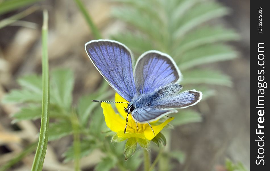 Butterfly Blues &x28;Lycaenidae&x29;.