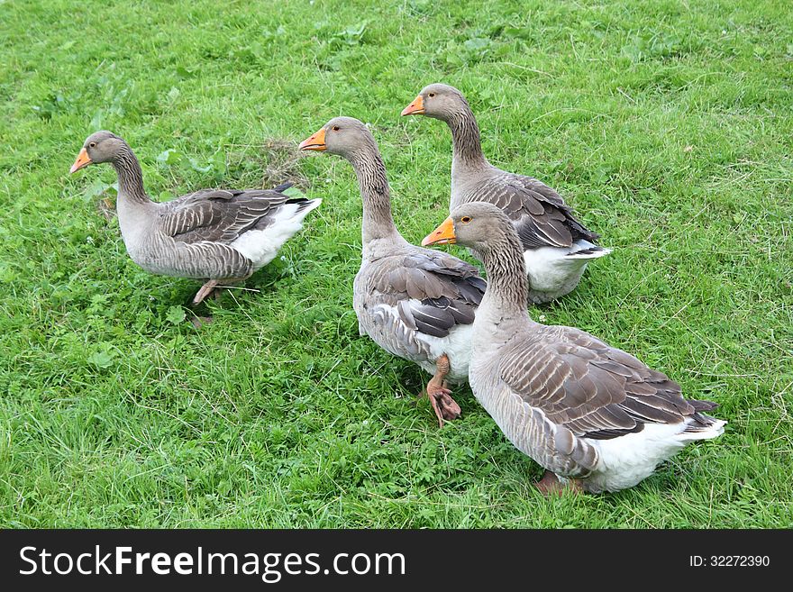 Four geese on the meadow