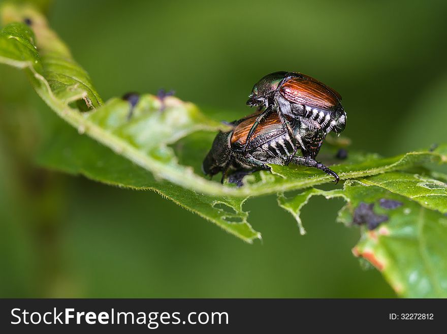 Two mating Japanese Beetles in Pigeon Forge, Tennessee