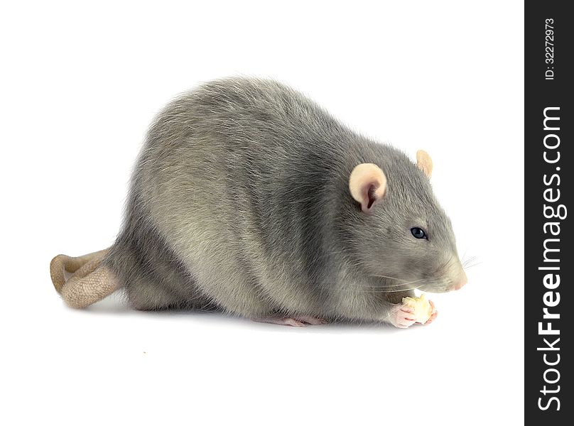 Gray rat on a white background with a piece of cheese
