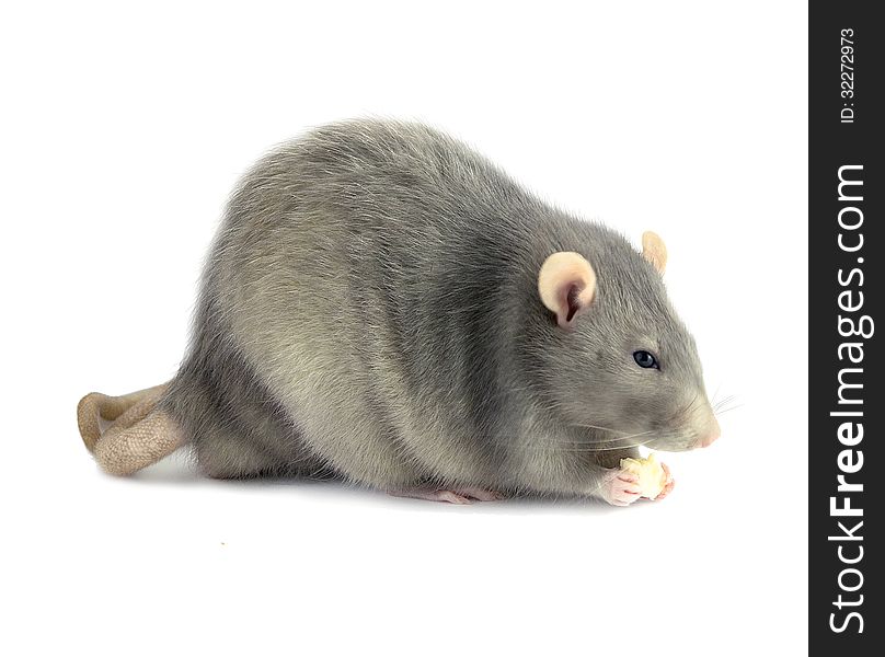 Gray Rat