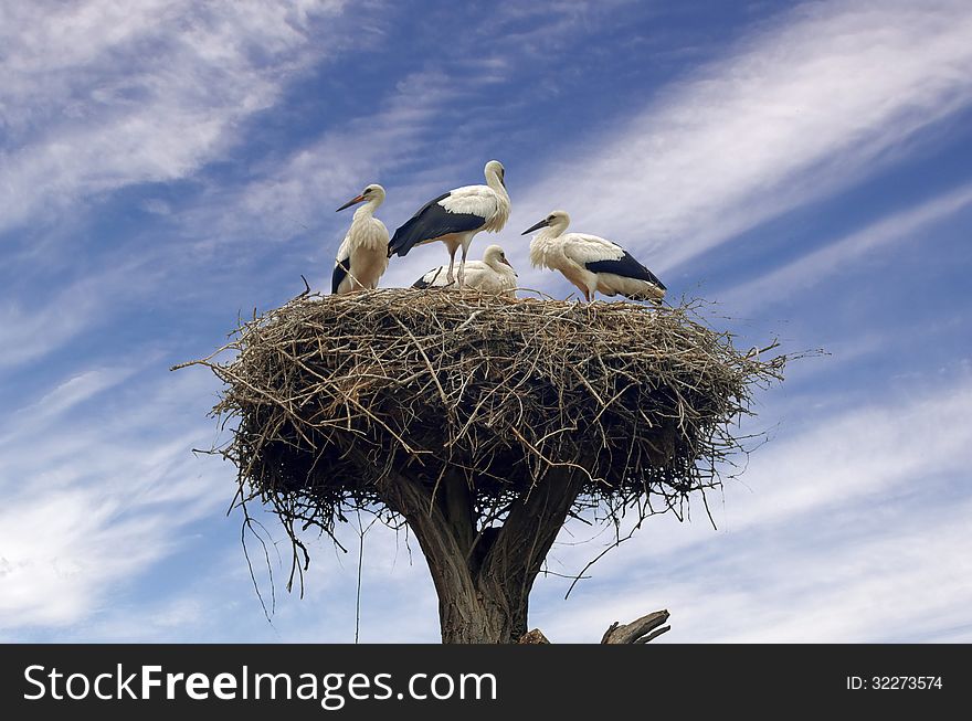 Four stork in a nest in a tree on a cloudy day. Four stork in a nest in a tree on a cloudy day