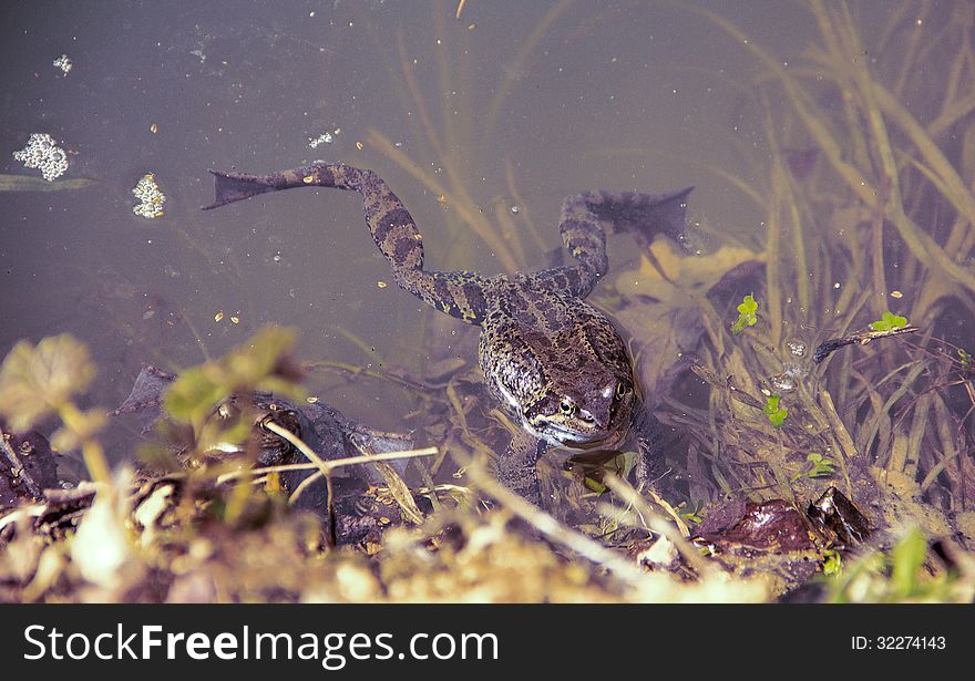 Big brown frog in spring turbid water. Big brown frog in spring turbid water