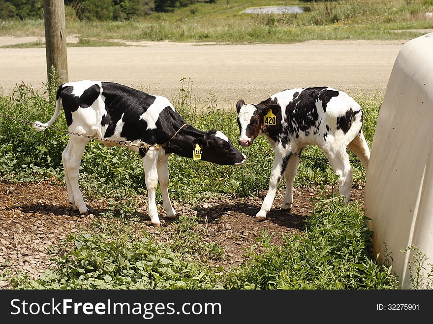 Baby cows touching noses on farm land. Baby cows touching noses on farm land.