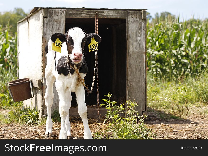 Calf tied outside on farm in front of corn field. Calf tied outside on farm in front of corn field.