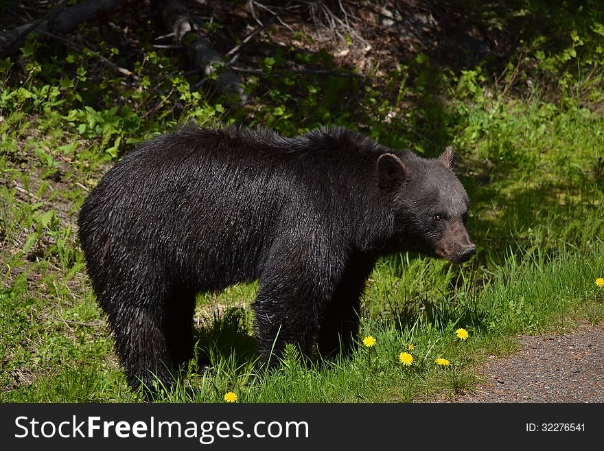 A black bear stands on the edge of a forest