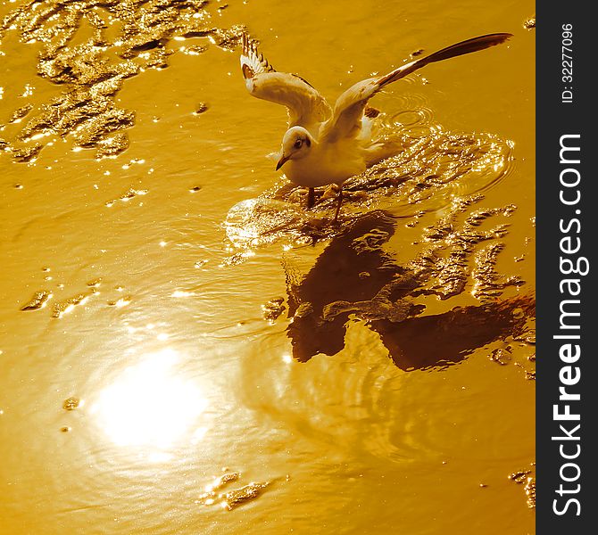 Seagull landing on the ground