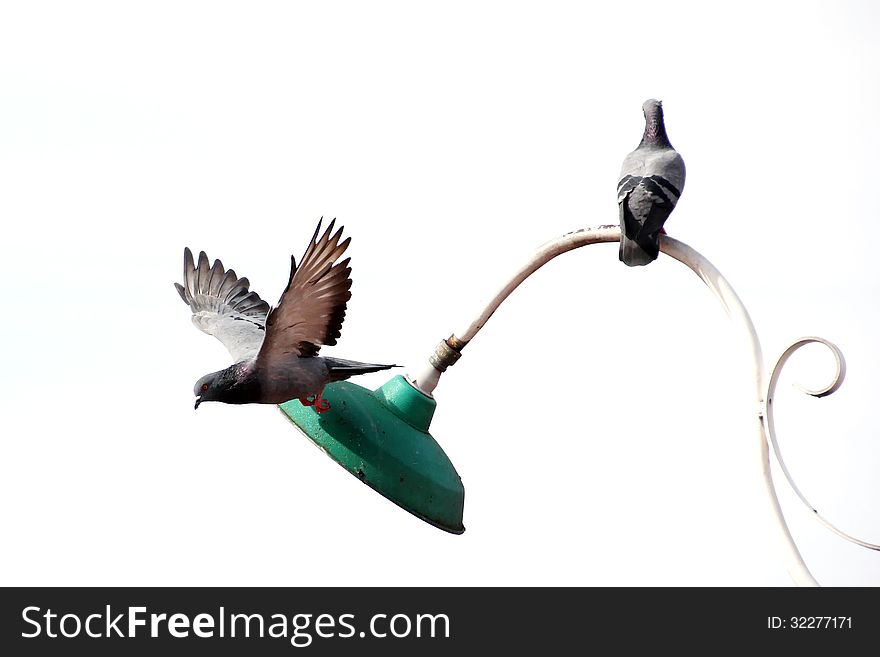 Pigeon isolated on white background