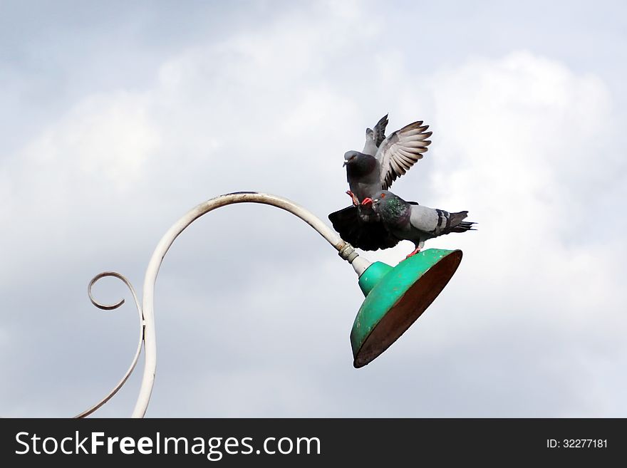 Flying pigeon on sky background