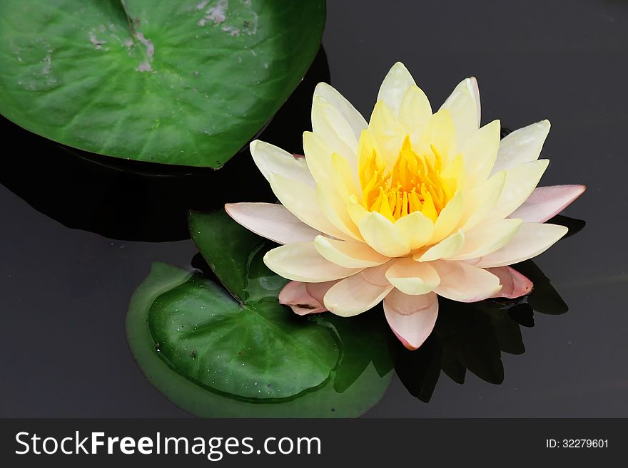 Beautiful lotus flower in the pond