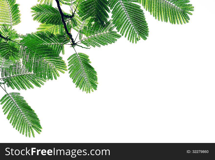 Green leaf isolated on white background