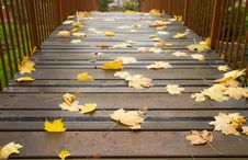 Autumn Maple Leaves On A Bridge Royalty Free Stock Photography Autumn Maple Leaves On A Bridge Royalty Free Stock Photography