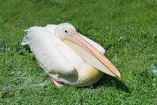 Pink Pelican Royalty Free Stock Images