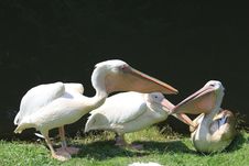 Pink Pelican Stock Photography