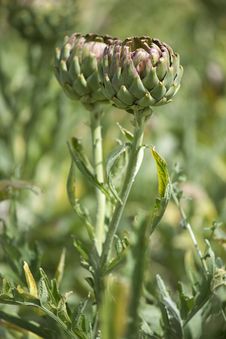 Artichoke Stock Photos Artichoke Stock Photos
